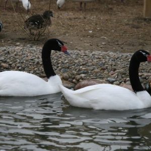 Black Neck Swans for Sale
