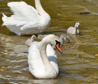 Mute Swans for Sale