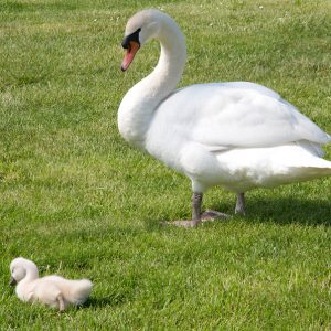Mute Swans for Sale
