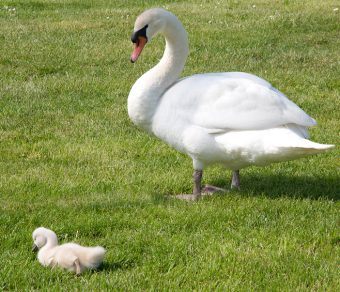 Mute Swans for Sale