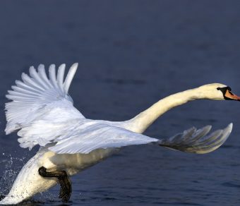 Mute Swans for Sale