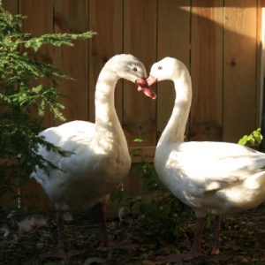 Coscoroba Swans for Sale