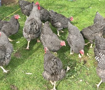 Plymouth Rock Hatching Eggs