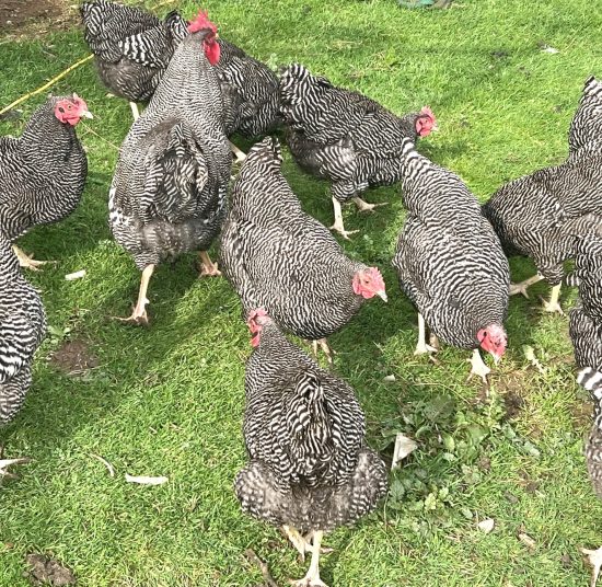 Plymouth Rock Hatching Eggs