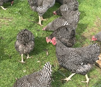 Plymouth Rock Hatching Eggs