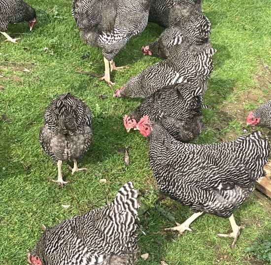 Plymouth Rock Hatching Eggs