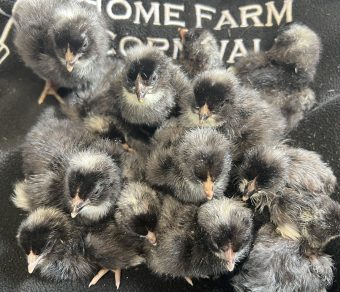 Plymouth Rock Hatching Eggs