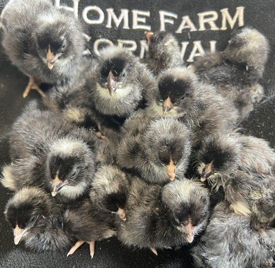 Plymouth Rock Hatching Eggs