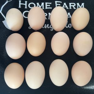 Plymouth Rock Hatching Eggs