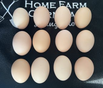 Plymouth Rock Hatching Eggs