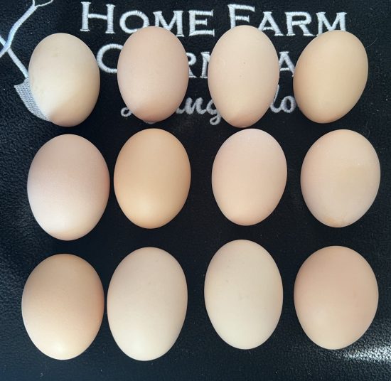 Plymouth Rock Hatching Eggs