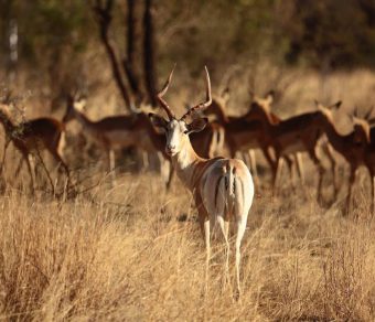 Impala for Sale
