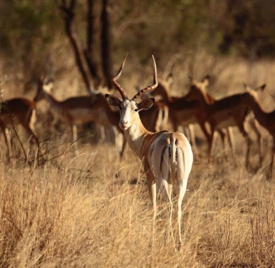 Impala for Sale