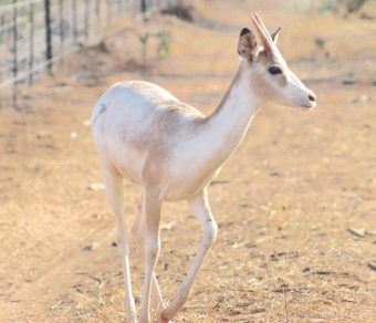 Impala for Sale