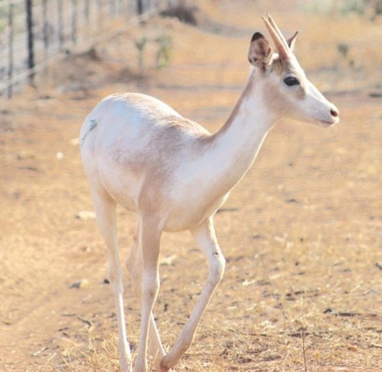 Impala for Sale