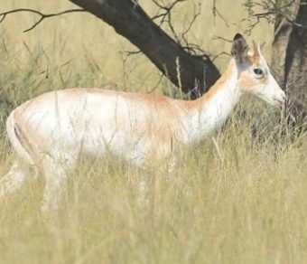 Impala for Sale