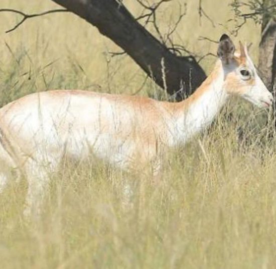 Impala for Sale