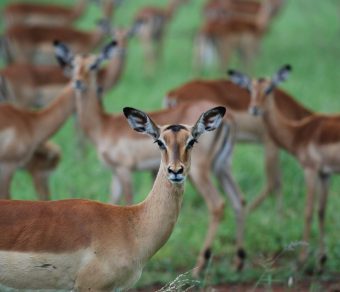 Impala for Sale