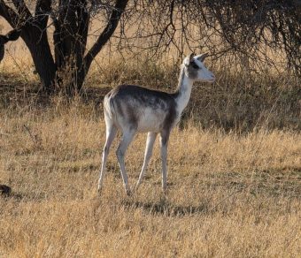 Impala for Sale
