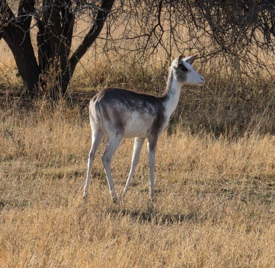 Impala for Sale