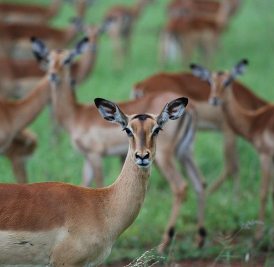 Impala for Sale