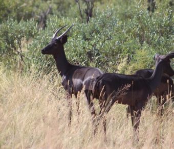 Impala for Sale