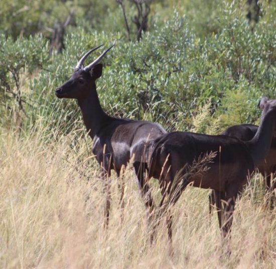 Impala for Sale