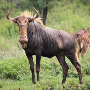 King Wildebeest for sale