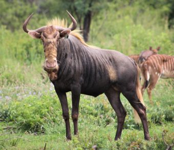 King Wildebeest for sale