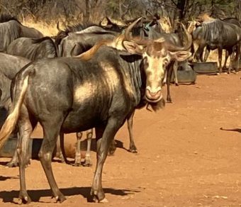 King Wildebeest for sale