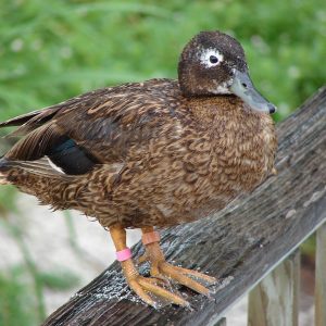 Laysan Teal for Sale