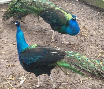 Peacocks & Peahens for Sale