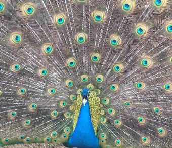 Peacocks & Peahens for Sale