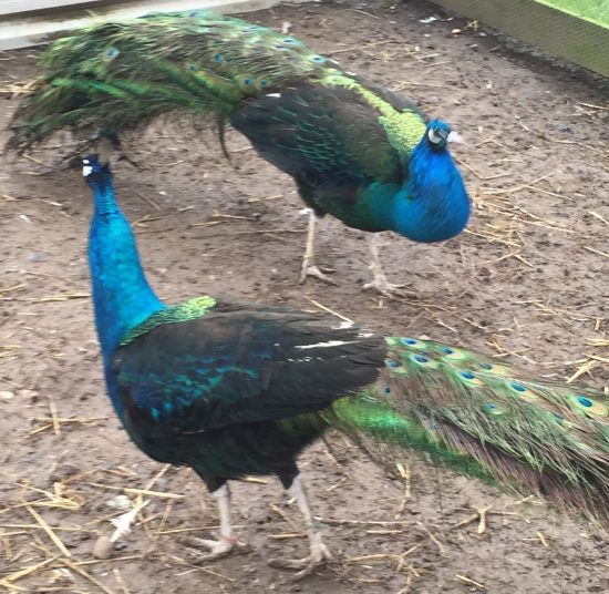 Peacocks & Peahens for Sale