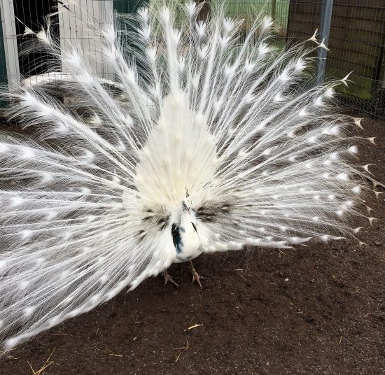 Peacocks & Peahens for Sale