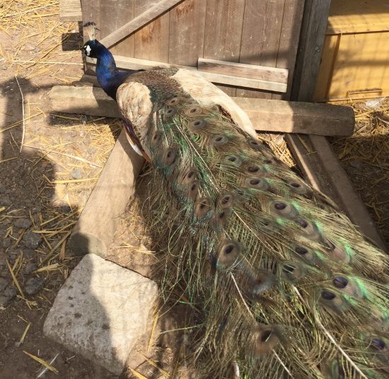 Peacocks & Peahens for Sale