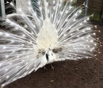 Peacocks & Peahens for Sale