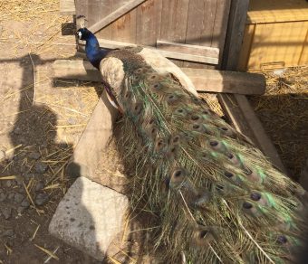Peacocks & Peahens for Sale