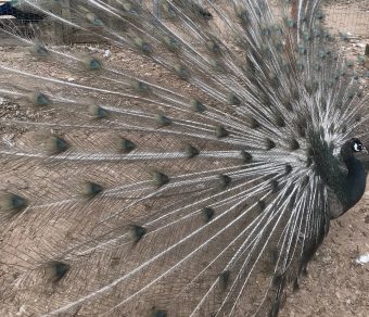Peacocks & Peahens for Sale