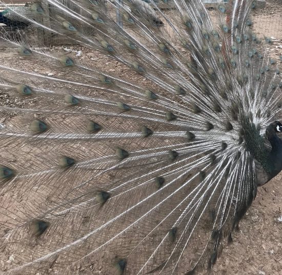 Peacocks & Peahens for Sale