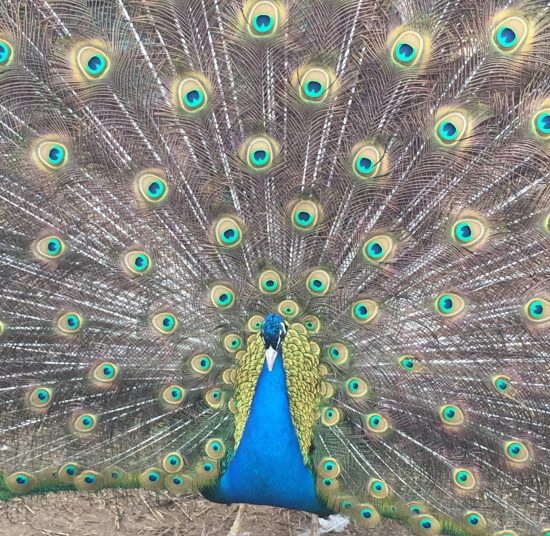 Peacocks & Peahens for Sale