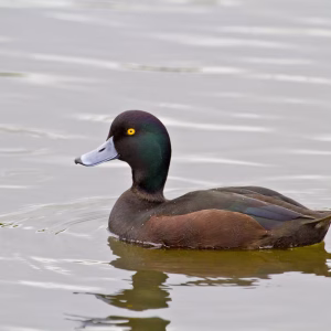 New Zealand Scaup for Sale