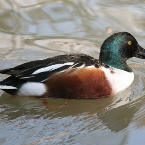 North American Ruddy Ducks for Sale