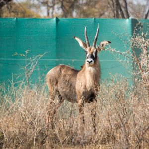 Roan Antelope for sale