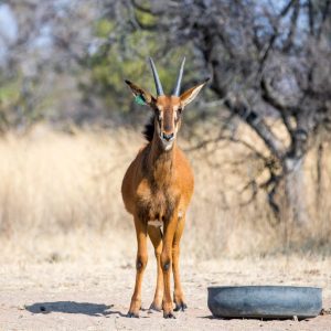 Sable Antelope for sale