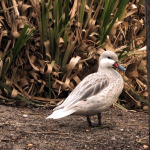 Silver Bahama Pintails for Sale