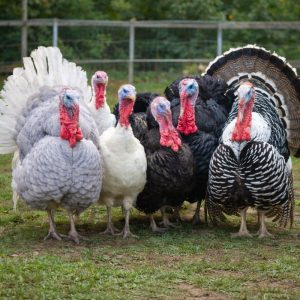 Turkeys for Sale