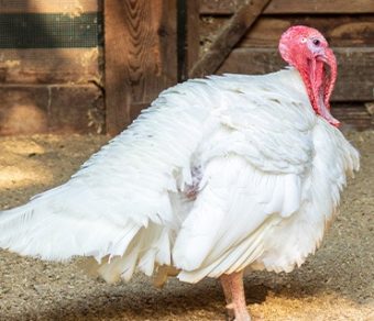 Turkeys for Sale