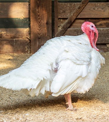 Turkeys for Sale
