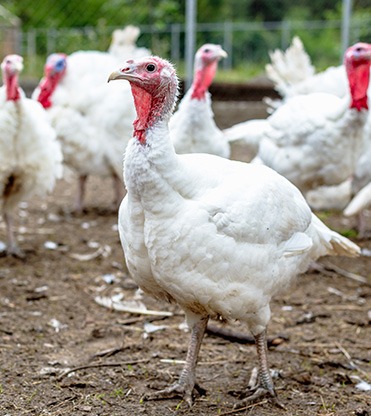 Turkeys for Sale